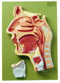 FS 4 Medianschnitt der Nasen-, Mund- und Rachenhöhle