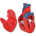 Herzmodell – 3B Smart Anatomy