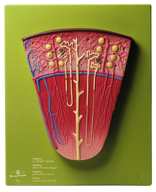 LS 6 Nephron