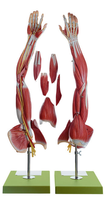 NS 15 Muskelarm mit Schultergürtel