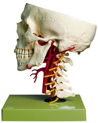 QS 65/6 Schädelbasis mit Arterien