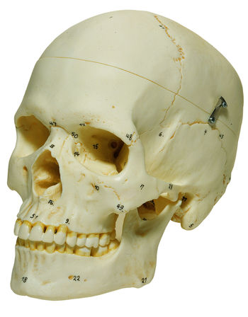 QS 7/6-1 Künstlicher Homo-Schädel, weiblich