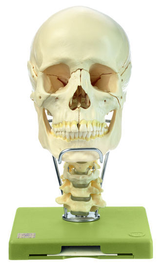QS 8/218C 18teiliges Schädelmodell HWS + Zungenbein