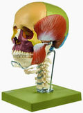 QS 8/3C+M 14teiliges Schädelmodell HWS + Kaumuskulatur + Zungenbein