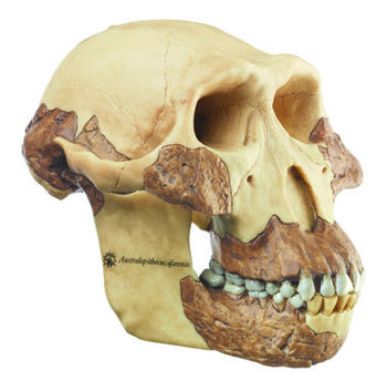 S 7 Schädelrekonstruktion von A. afarensis